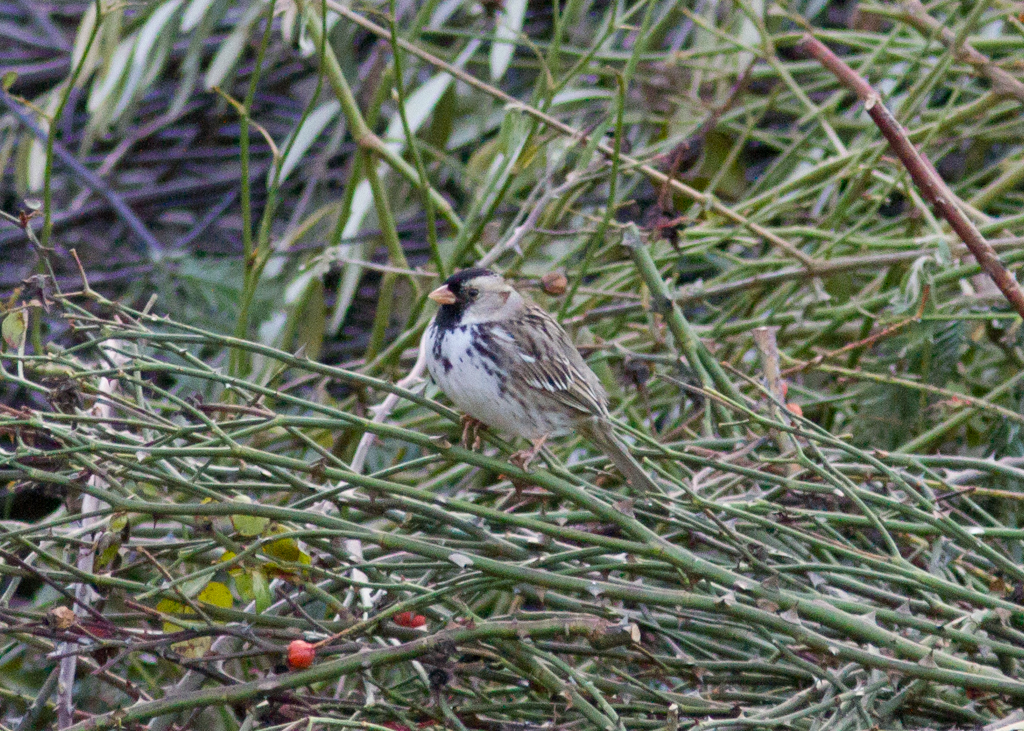 Harris's Sparrow