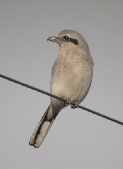 Northern Shrike