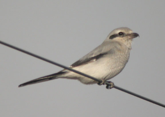 Northern Shrike