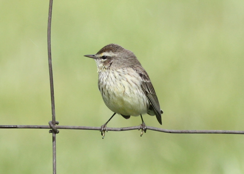 Palm Warbler