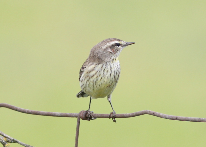 Palm Warbler