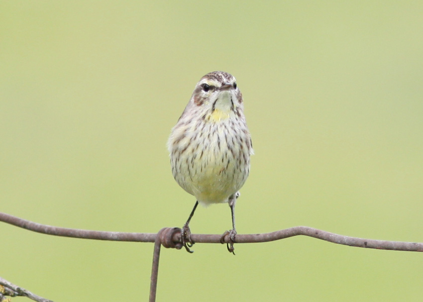 Palm Warbler