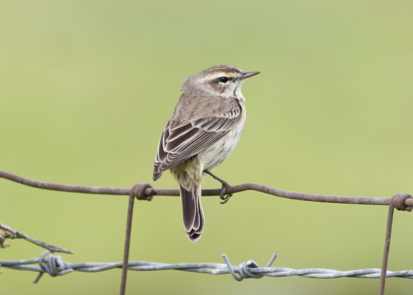 Palm Warbler