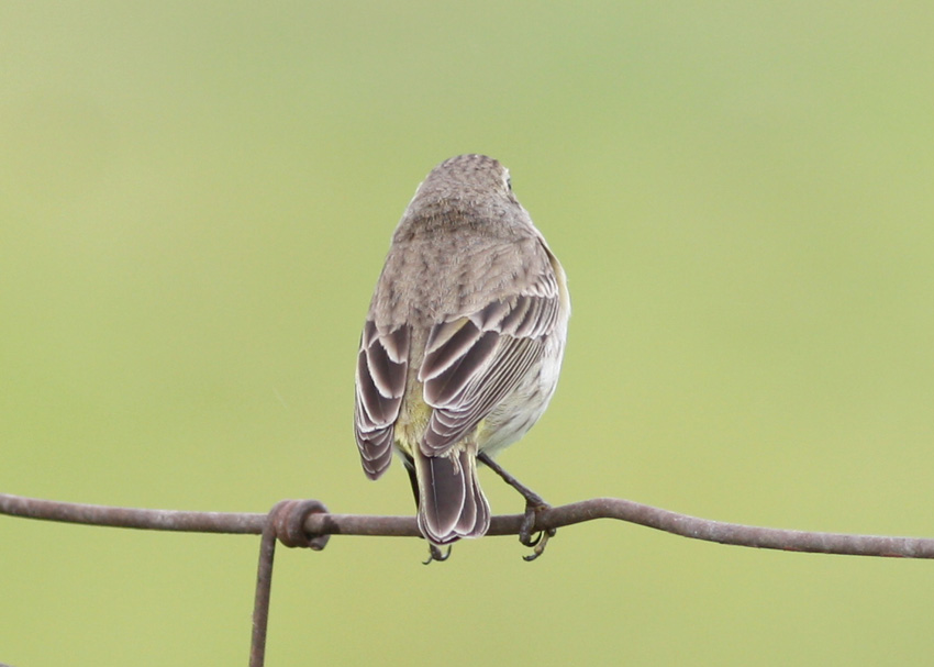 Palm Warbler