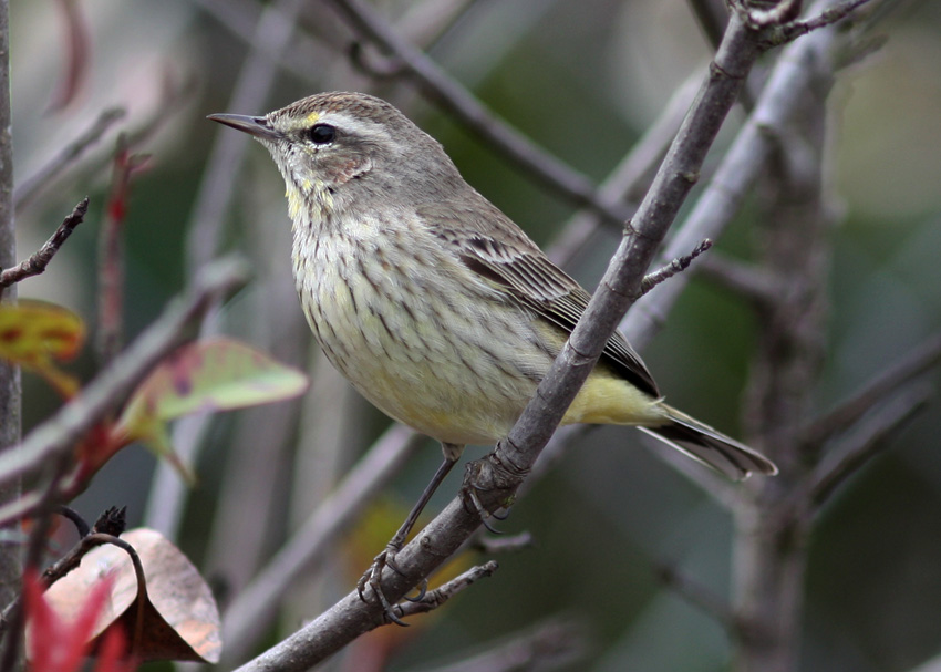 Palm Warbler