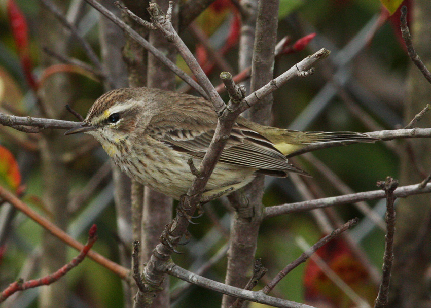 Palm Warbler