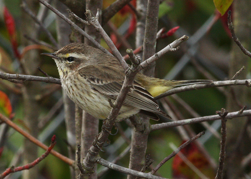 Palm Warbler