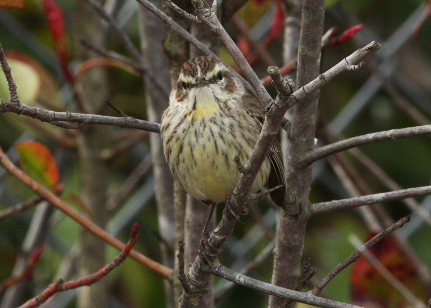 Palm Warbler