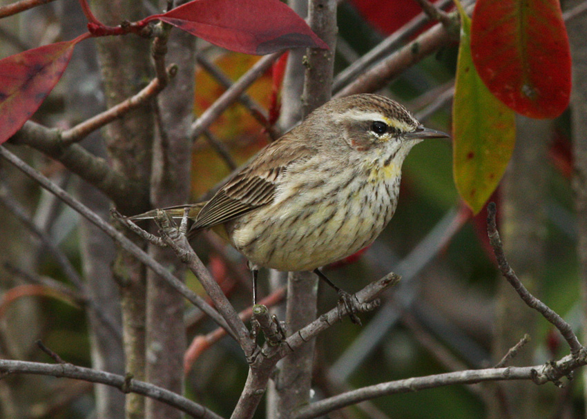 Palm Warbler