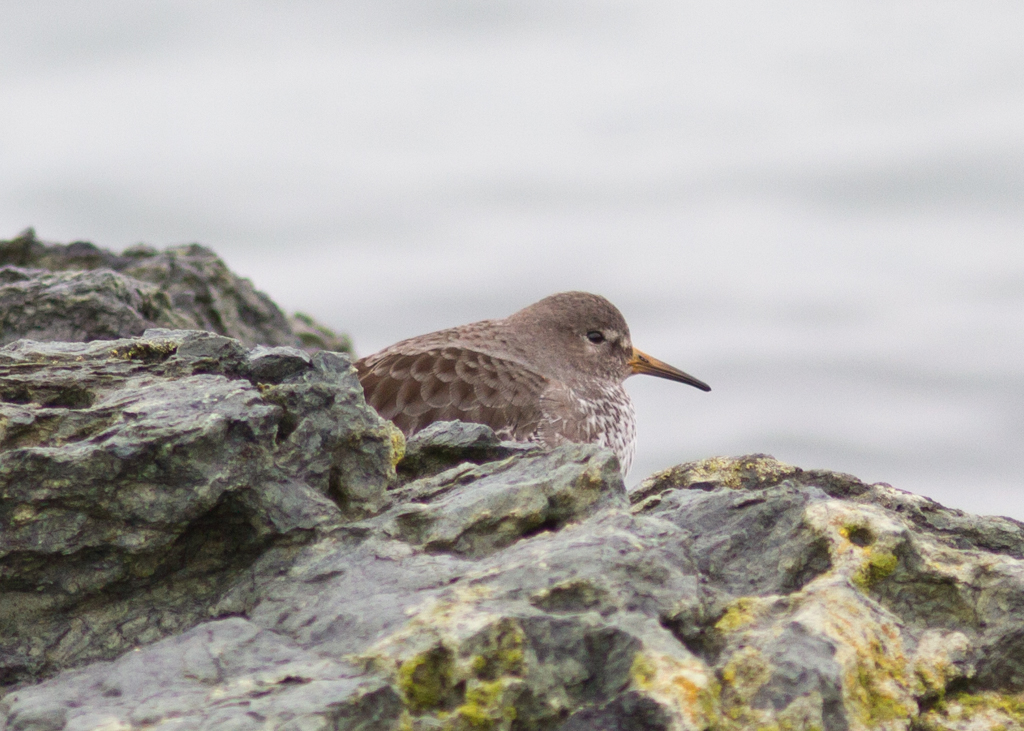 Rock Sandpiper