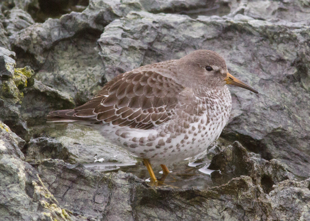 Rock Sandpiper