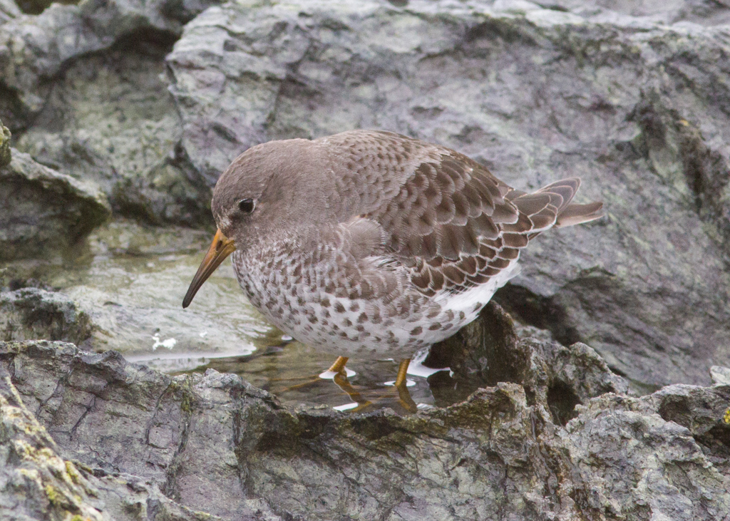 Rock Sandpiper