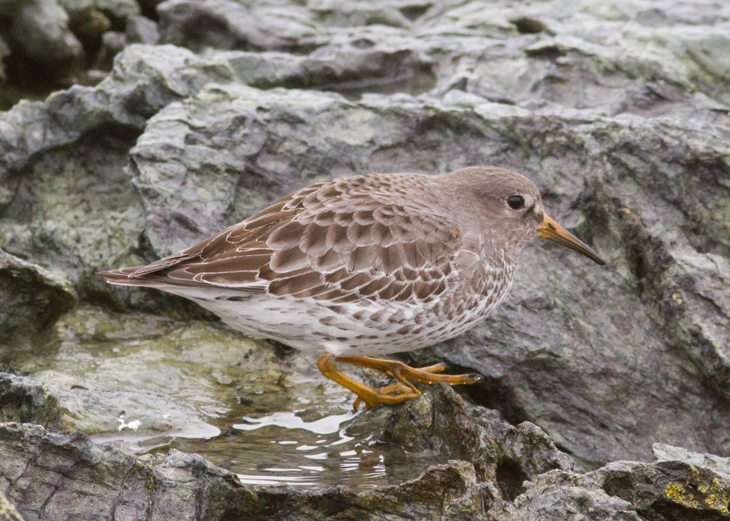 Rock Sandpiper