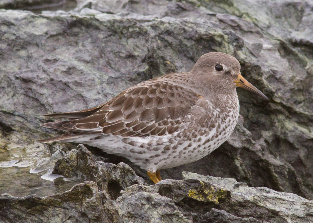 Rock Sandpiper