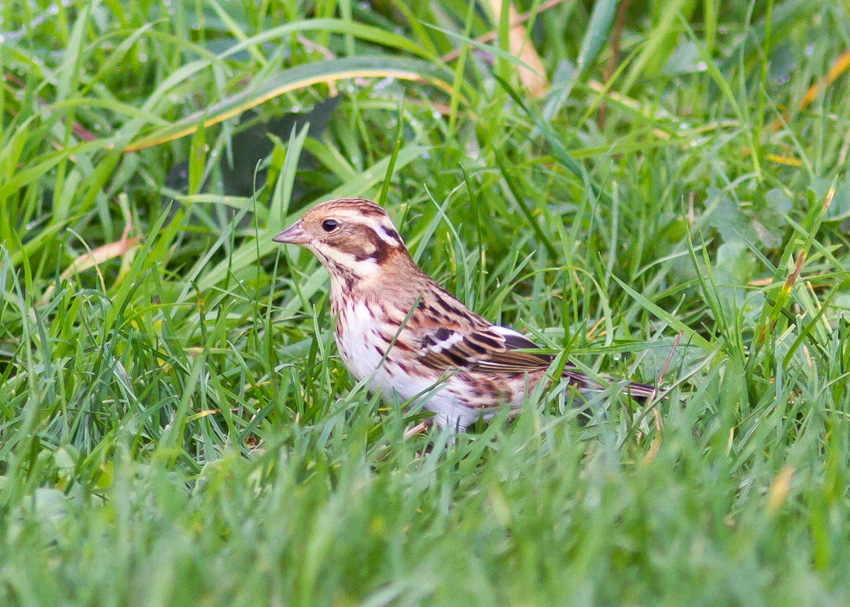 Rustic Bunting