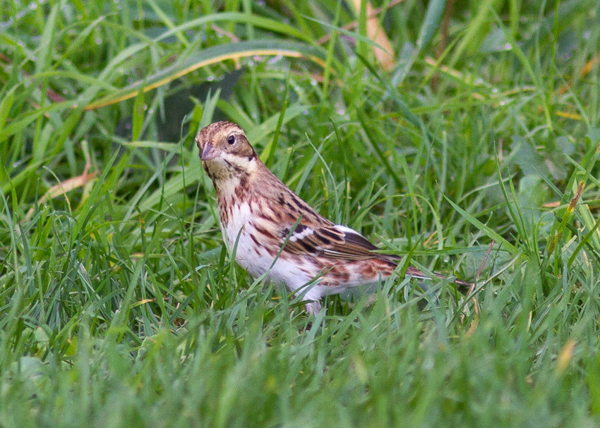 Rustic Bunting