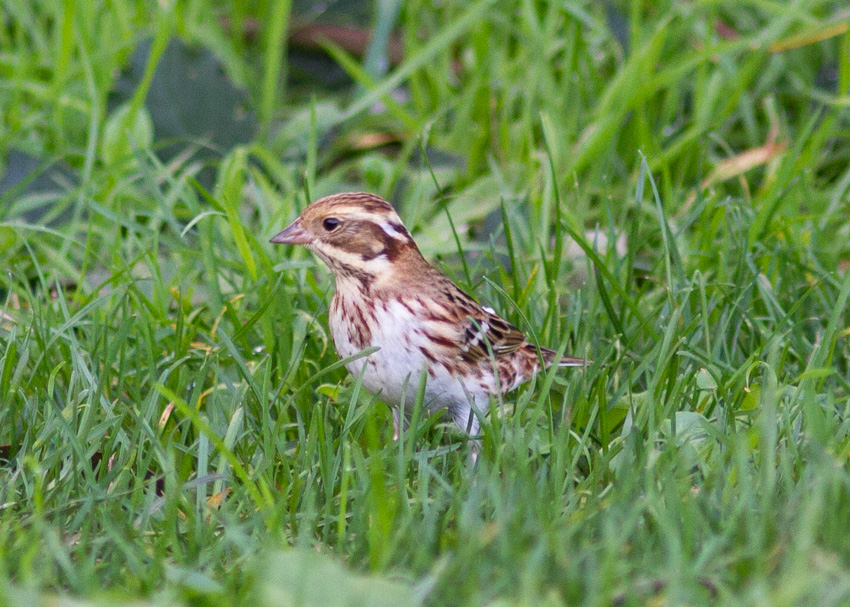 Rustic Bunting