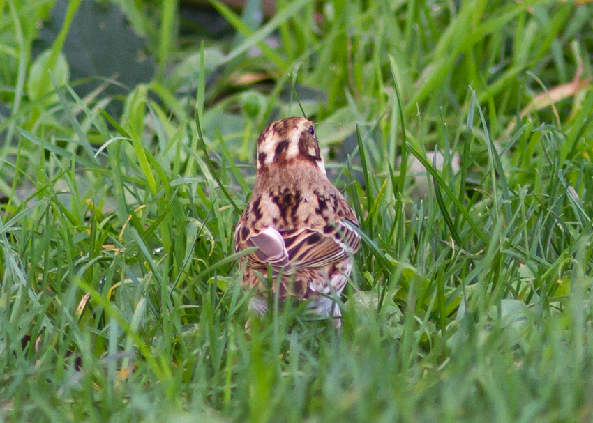 Rustic Bunting