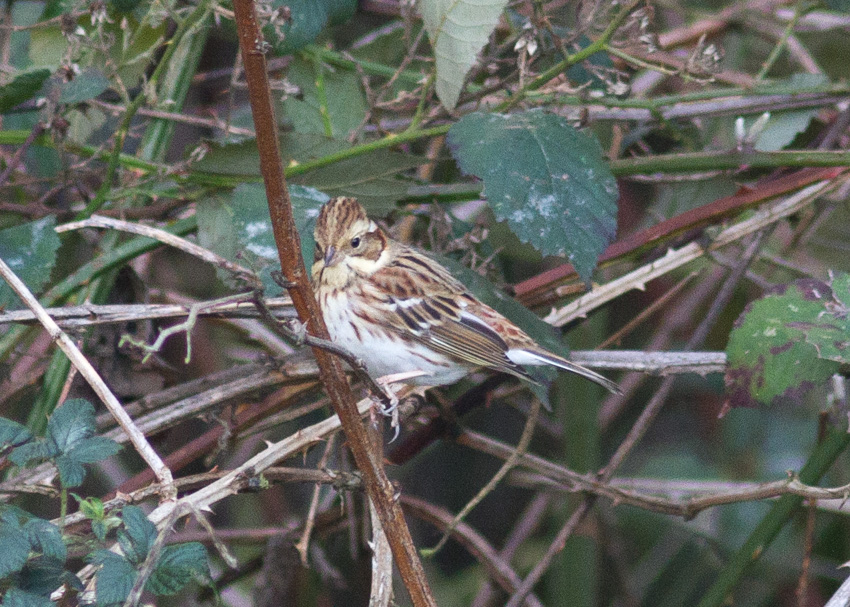 Rustic Bunting