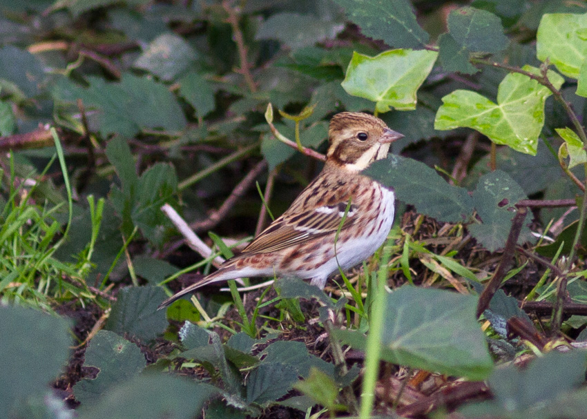 Rustic Bunting