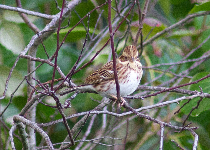 Rustic Bunting