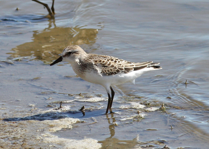 Semipalmated Sandpiper