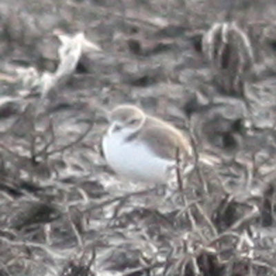 Snowy Plover