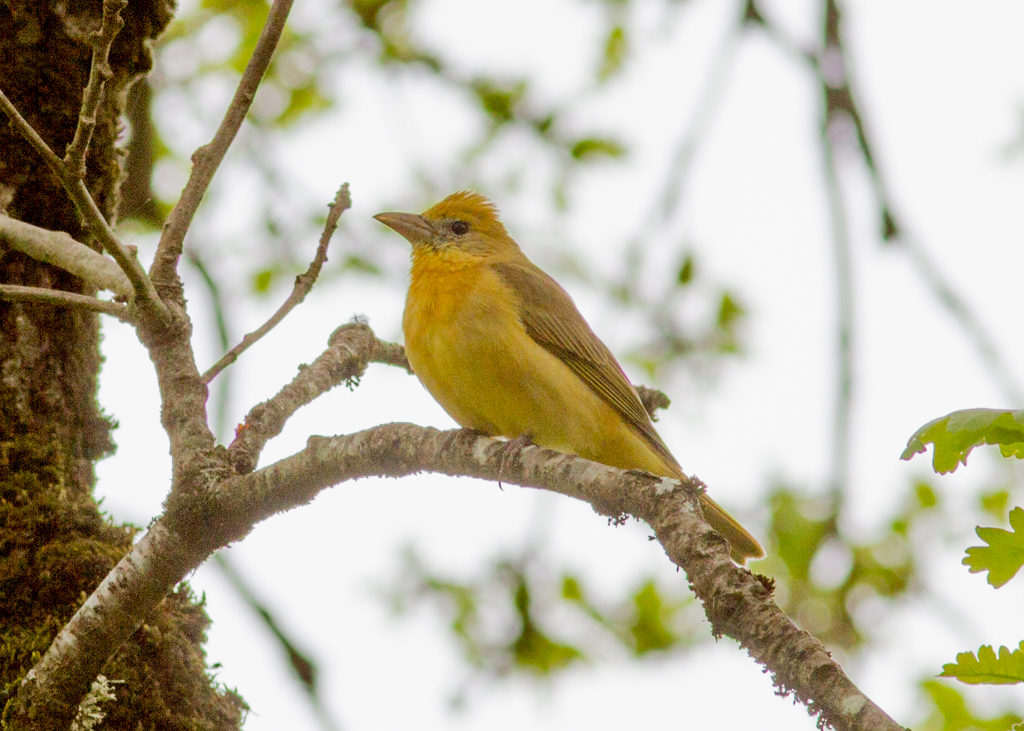 Summer Tanager