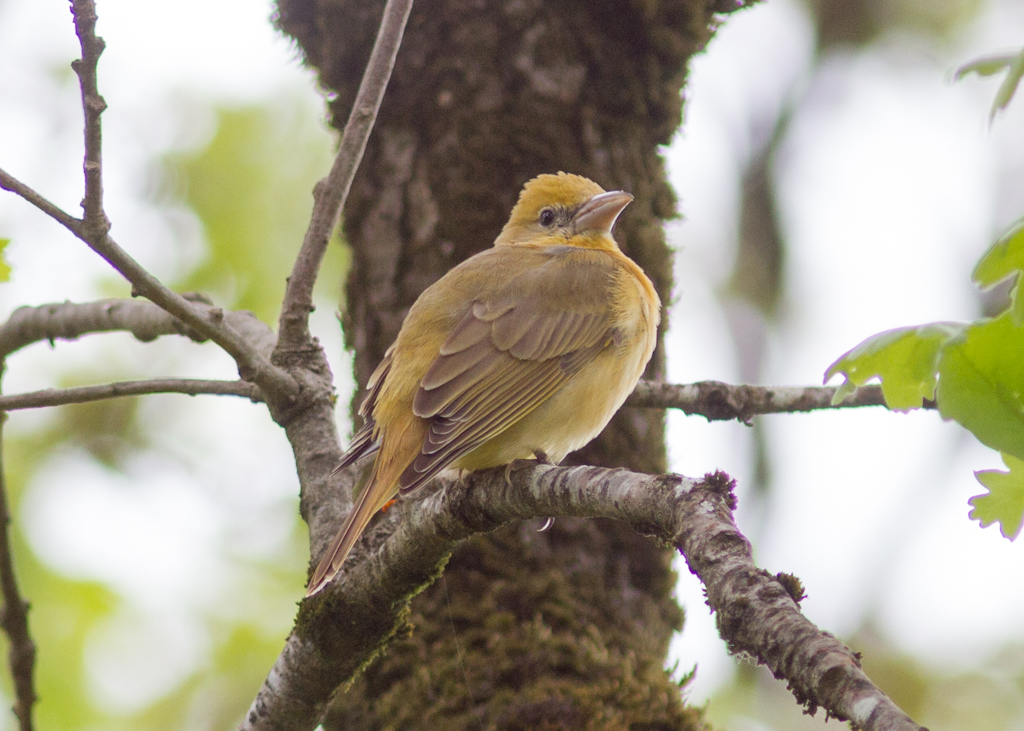 Summer Tanager