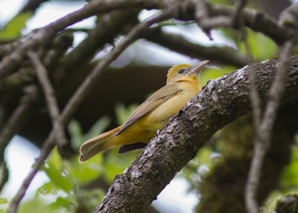 Summer Tanager