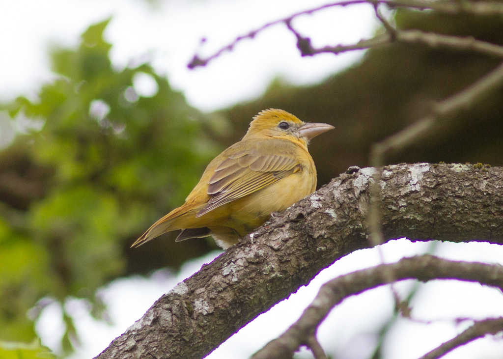 Summer Tanager