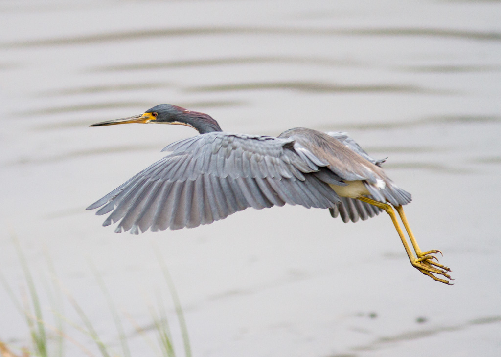 Tricolored Heron