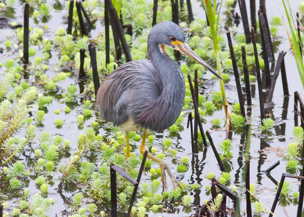 Tricolored Heron