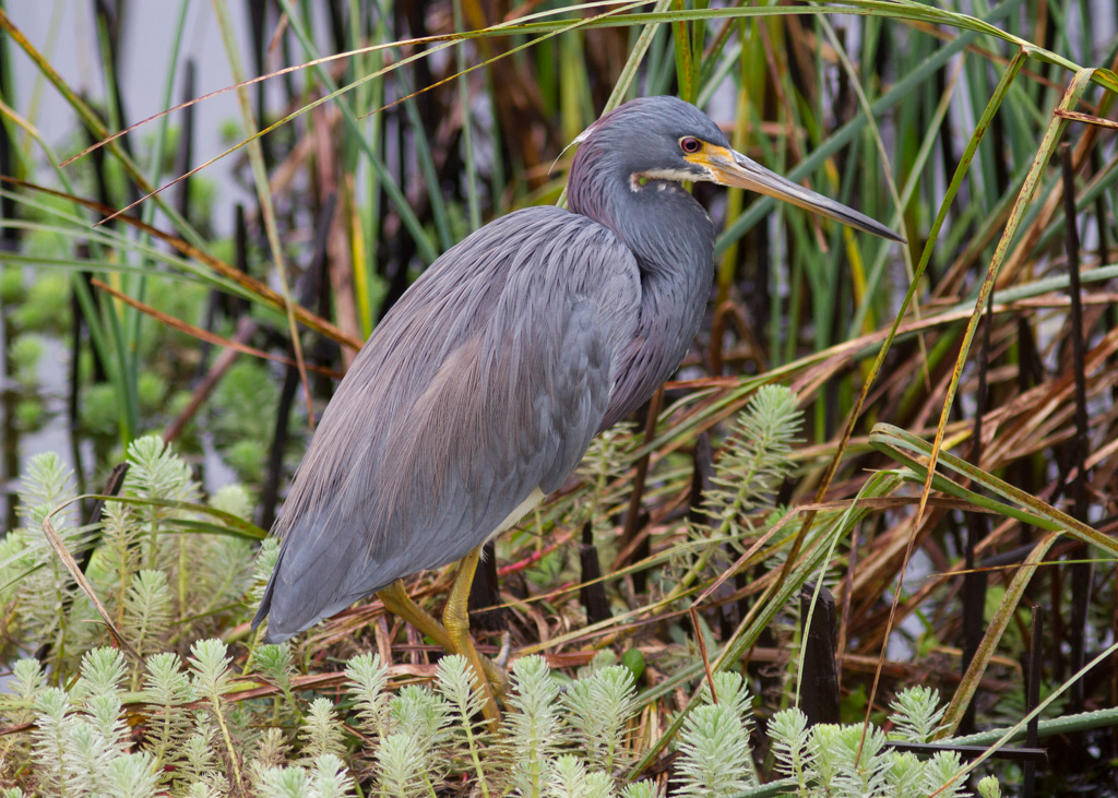 Tricolored Heron