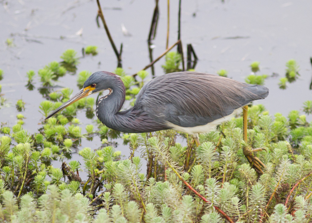 Tricolored Heron