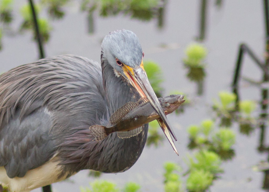 Tricolored Heron