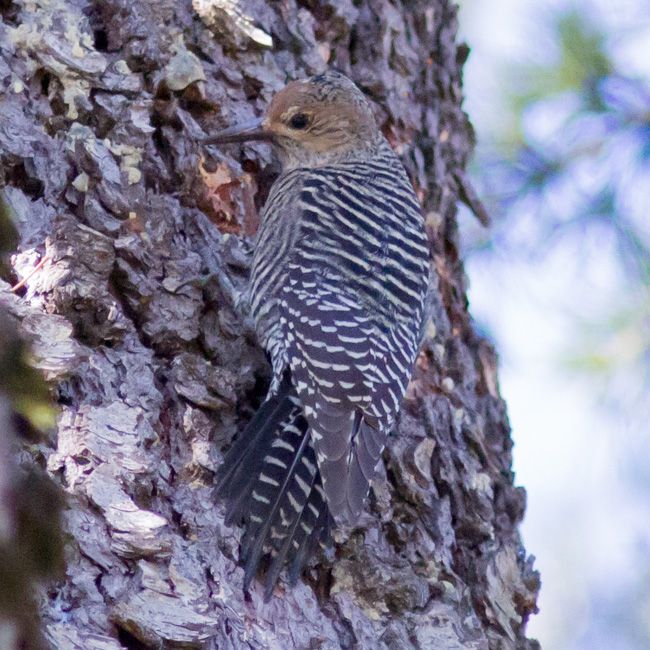 Williamson's Sapsucker