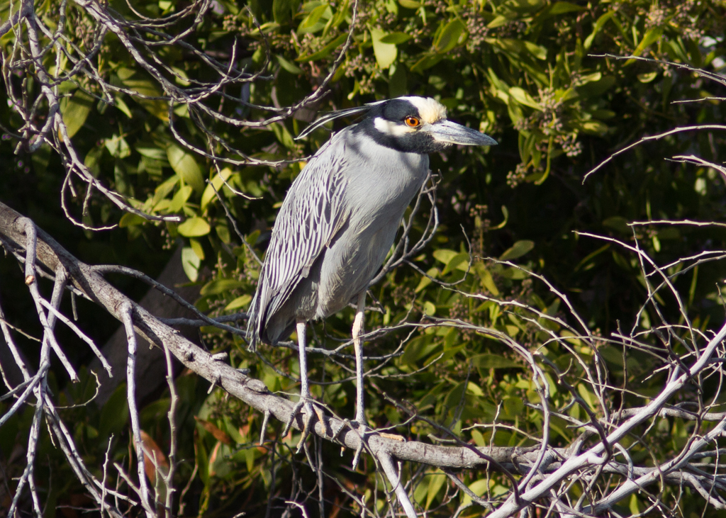 Yellow-crowned Night-Heron