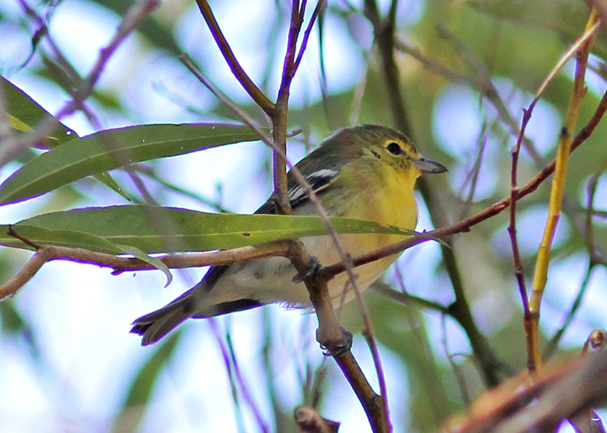 Yellow-throated Vireo