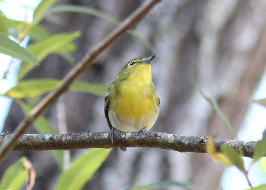 Yellow-throated Vireo