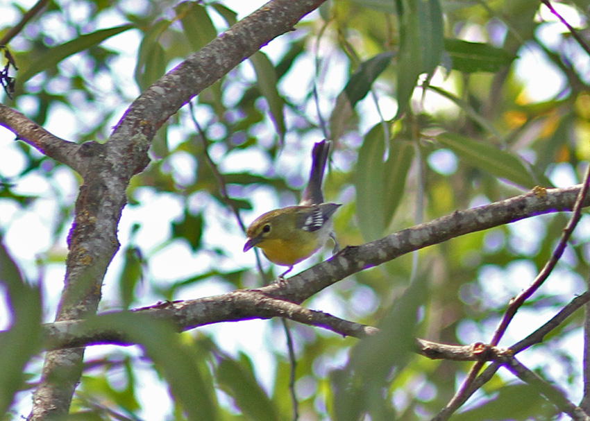 Yellow-throated Vireo