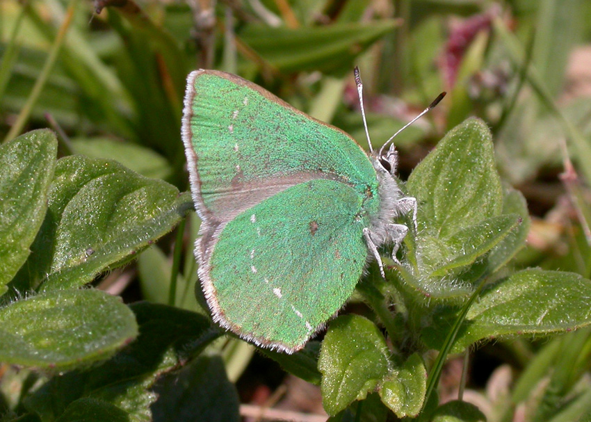 Coastal Green Hairstreak