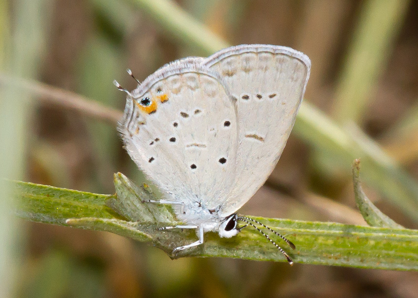Eastern Tailed-Blue