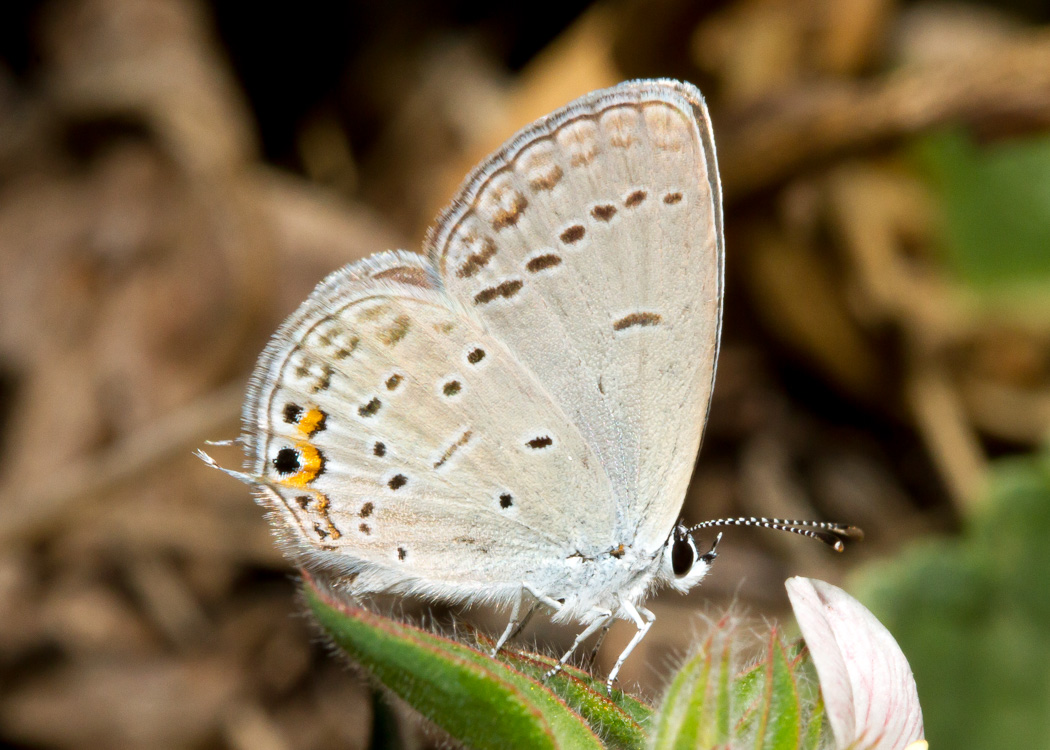 Eastern Tailed-Blue