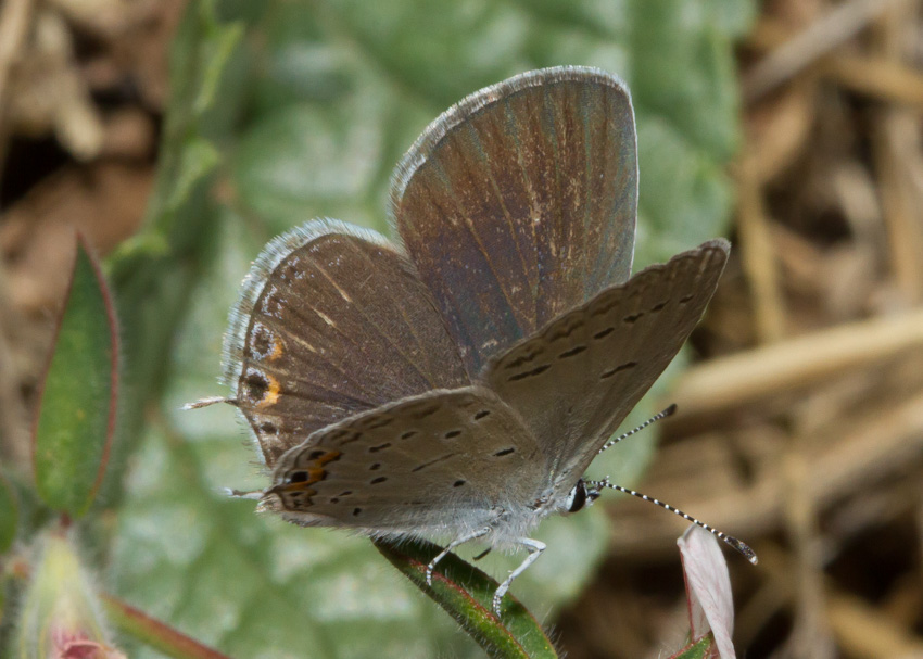 Eastern Tailed-Blue