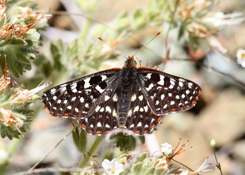 Edith's Checkerspot