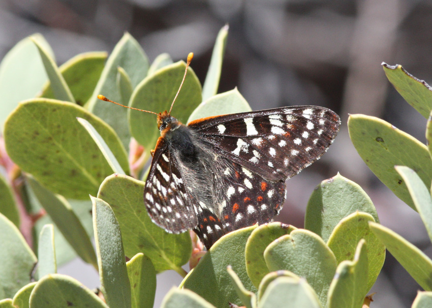 Edith's Checkerspot