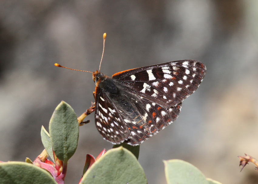 Edith's Checkerspot