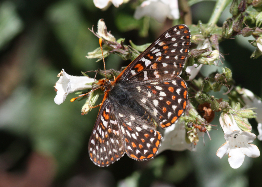 Edith's Checkerspot