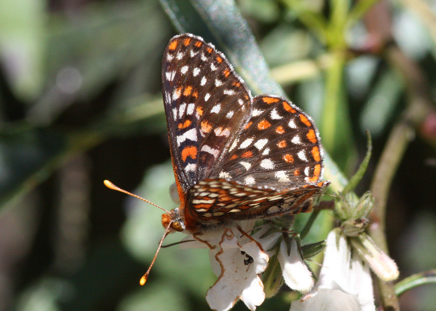 Edith's Checkerspot